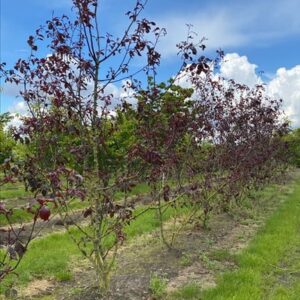 Malus ‘Royalty’