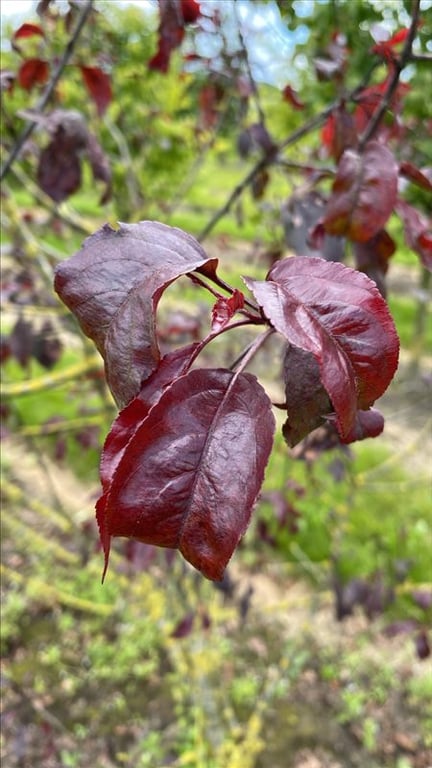 Malus ‘Royalty’