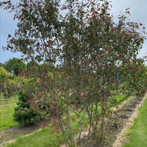 Malus ‘Rudolph’