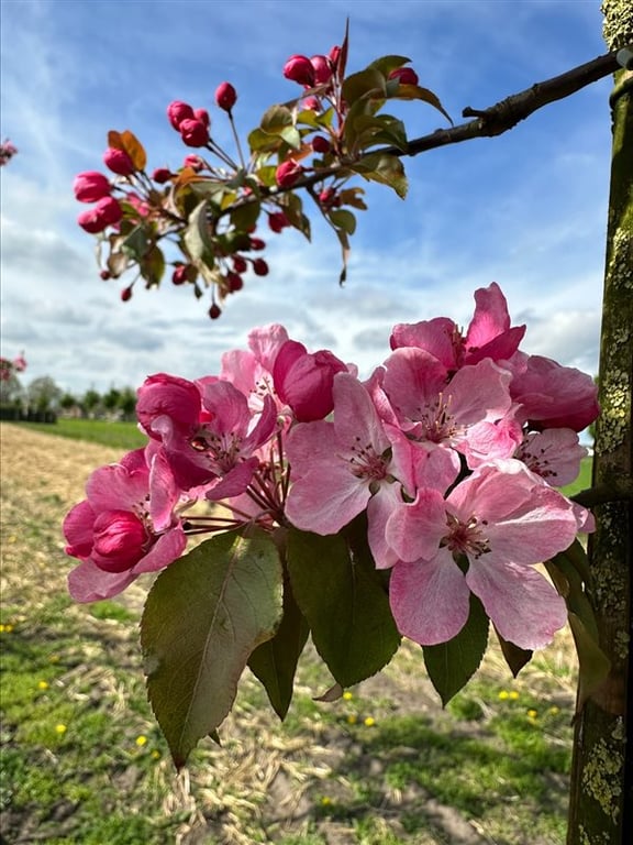 Malus ‘Rudolph’