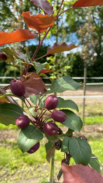 Malus ‘Rudolph’