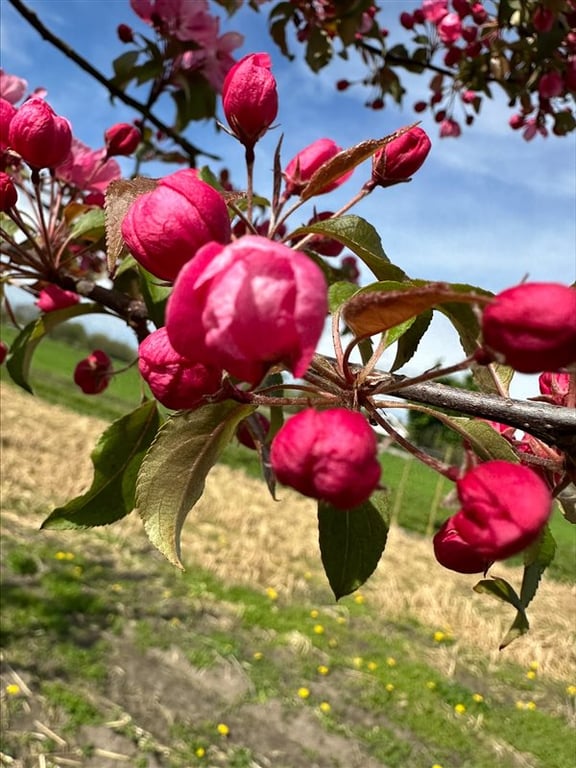 Malus ‘Rudolph’