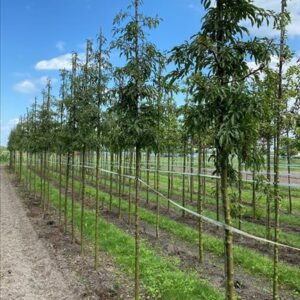 Malus toringo ‘Brouwers Beauty’