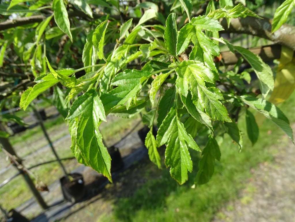 Malus toringo ‘Brouwers Beauty’