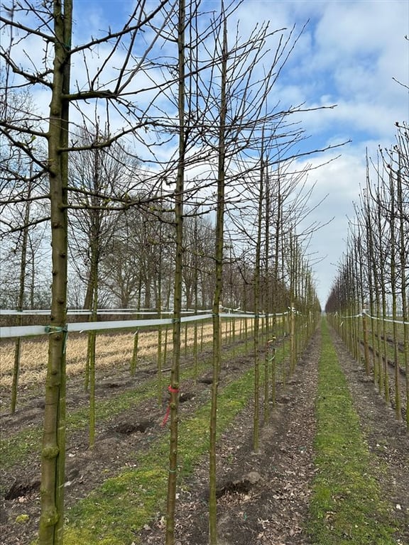 Malus toringo ‘Brouwers Beauty’