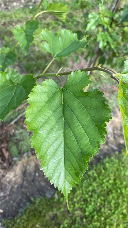 Morus alba