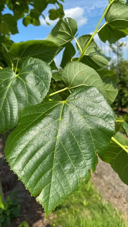 Morus alba ‘Fastigiata’