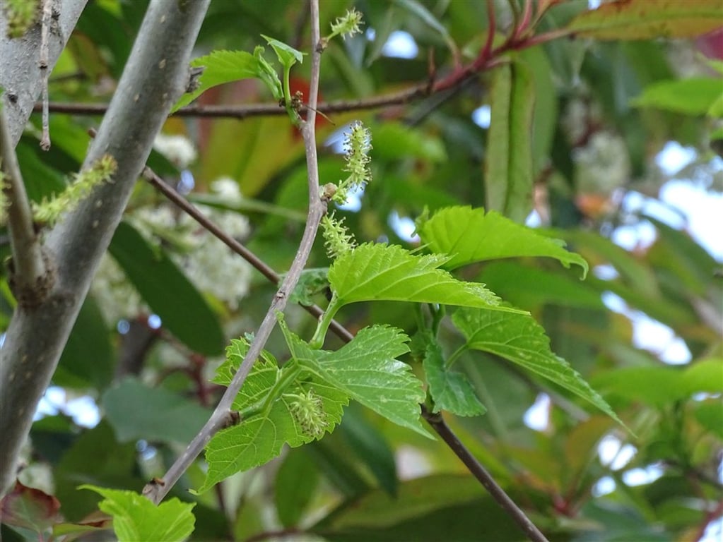 Morus alba ‘Fruitless’