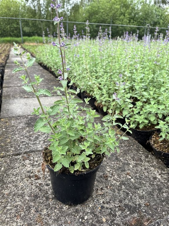 Nepeta ‘Six Hills Giant’