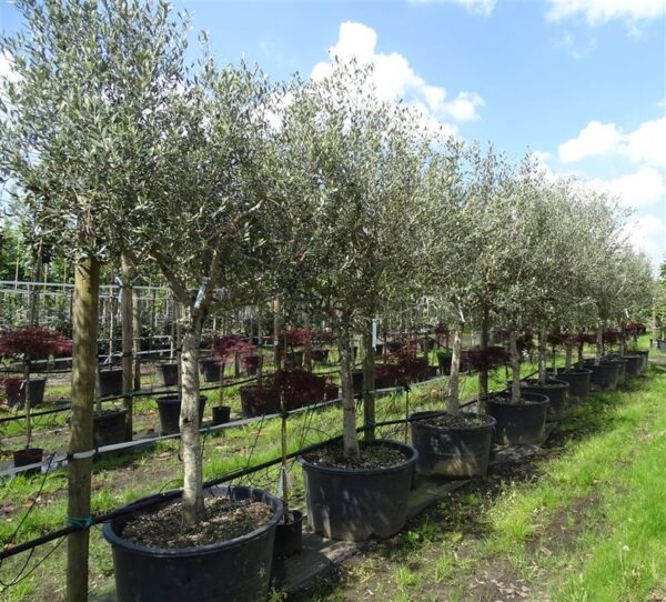 Olea europaea