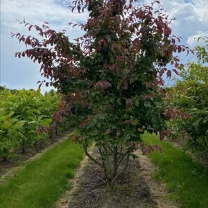 Parrotia persica ‘Bella’