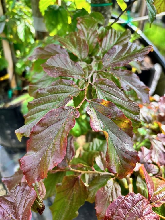 Parrotia persica ‘Bella’