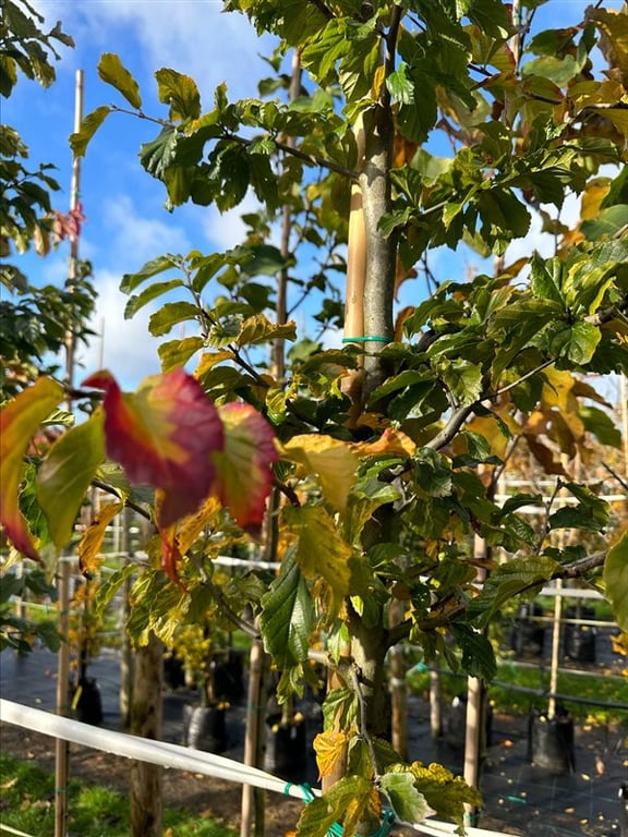 Parrotia persica ‘Bella’