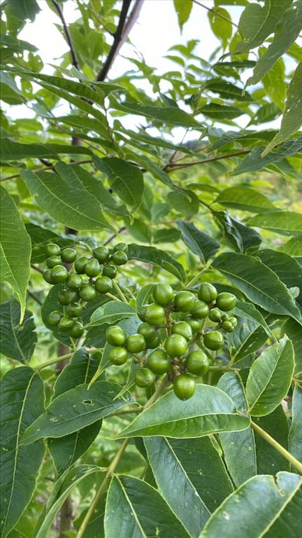 Phellodendron amurense