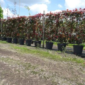 Photinia fraseri ‘Red Robin’