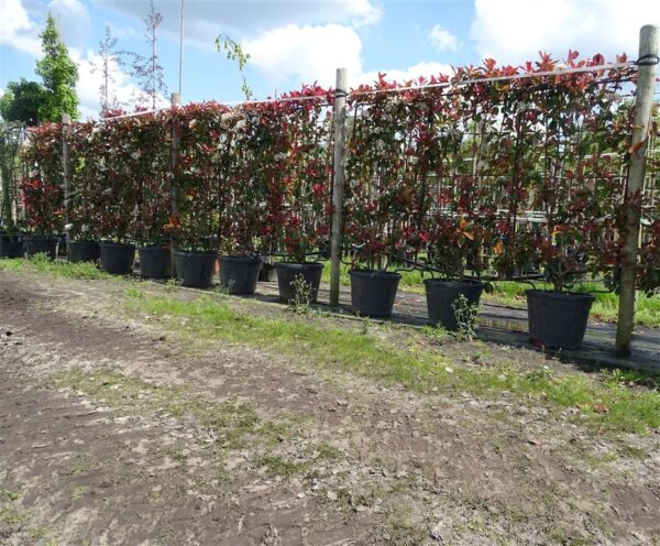 Photinia fraseri ‘Red Robin’