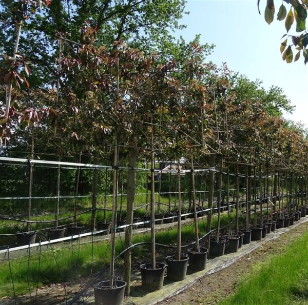 Photinia fraseri ‘Red Robin’