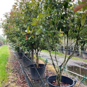 Photinia fraseri ‘Red Robin’