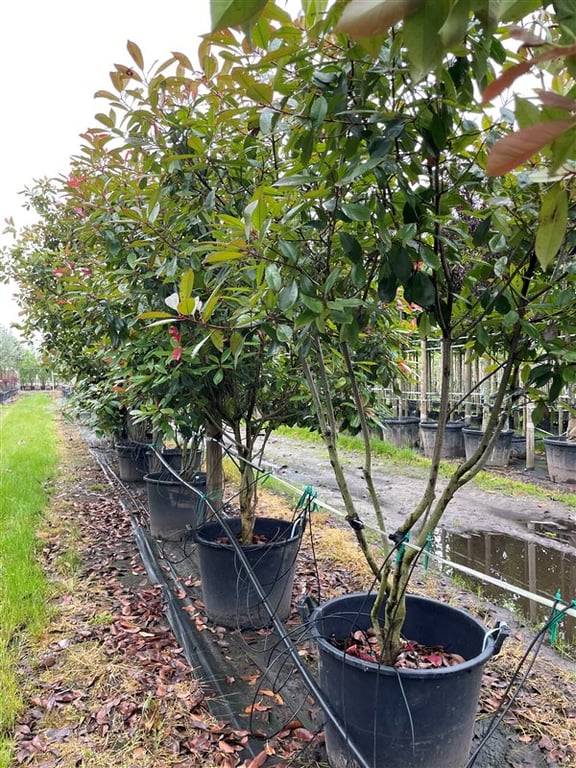 Photinia fraseri ‘Red Robin’