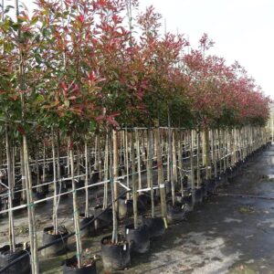 Photinia fraseri ‘Red Robin’