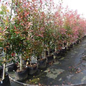 Photinia fraseri ‘Red Robin’