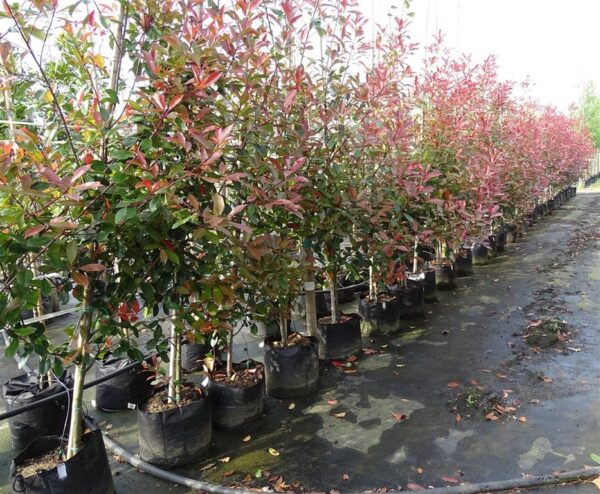 Photinia fraseri ‘Red Robin’