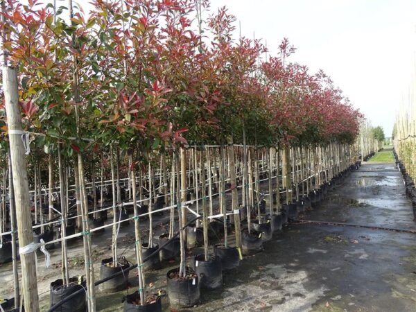 Photinia fraseri ‘Red Robin’