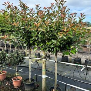 Photinia fraseri ‘Red Robin’