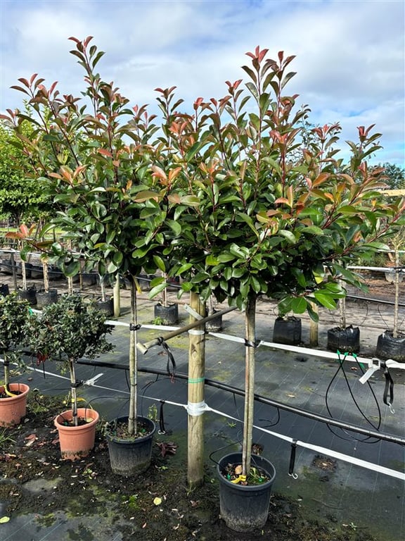 Photinia fraseri ‘Red Robin’