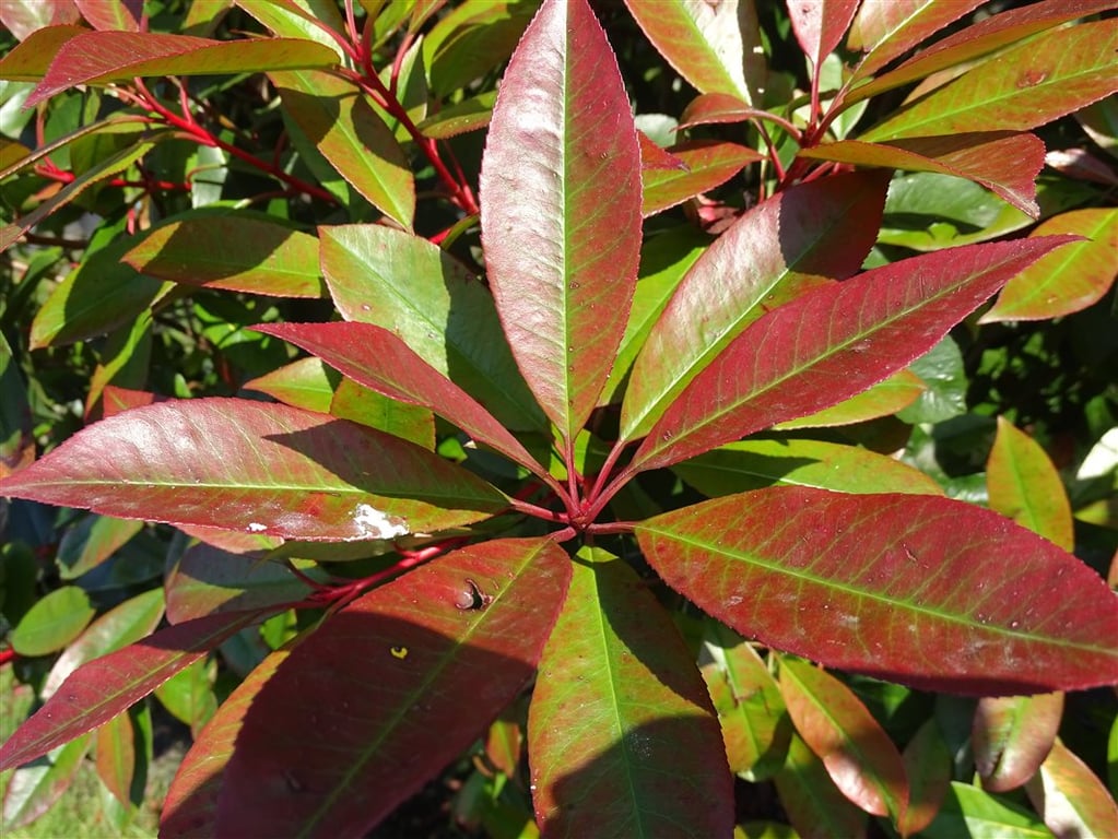 Photinia fraseri ‘Red Robin’