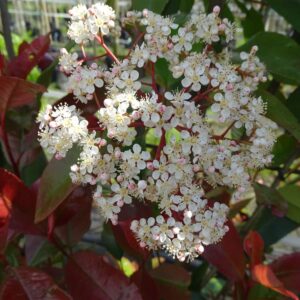 Photinia fraseri ‘Red Robin’