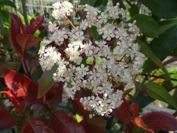 Photinia fraseri ‘Red Robin’