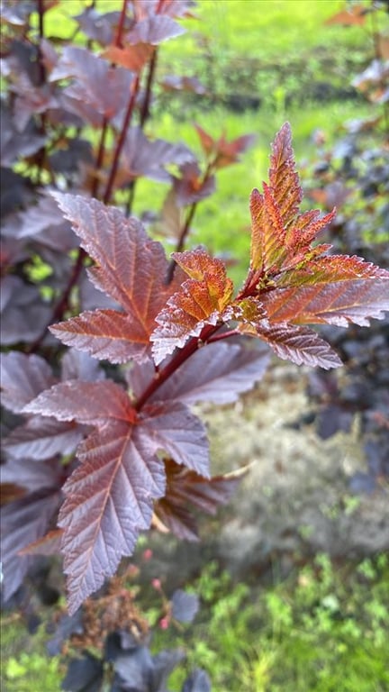 Physocarpus opulif. ‘Diabolo’