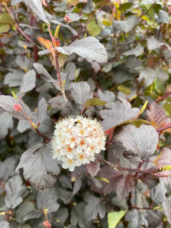 Physocarpus opulif. ‘Diabolo’