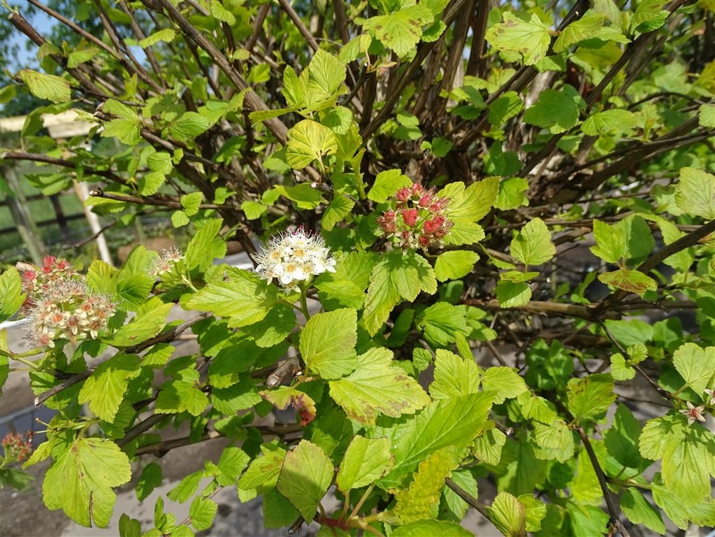 Physocarpus opulif. ‘Luteus’