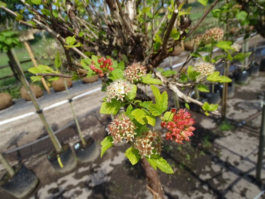 Physocarpus opulif. ‘Luteus’