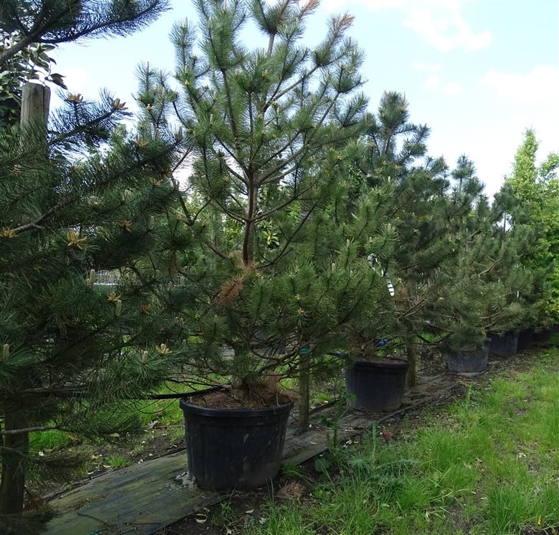 Pinus nigra ‘Austriaca’