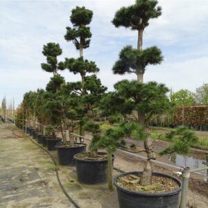 Pinus nigra ‘Austriaca’