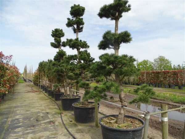 Pinus nigra ‘Austriaca’