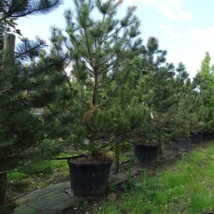 Pinus nigra ‘Austriaca’