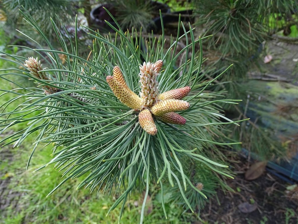 Pinus nigra ‘Austriaca’