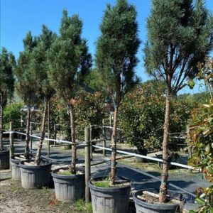 Pinus strobus ‘Fastigiata’