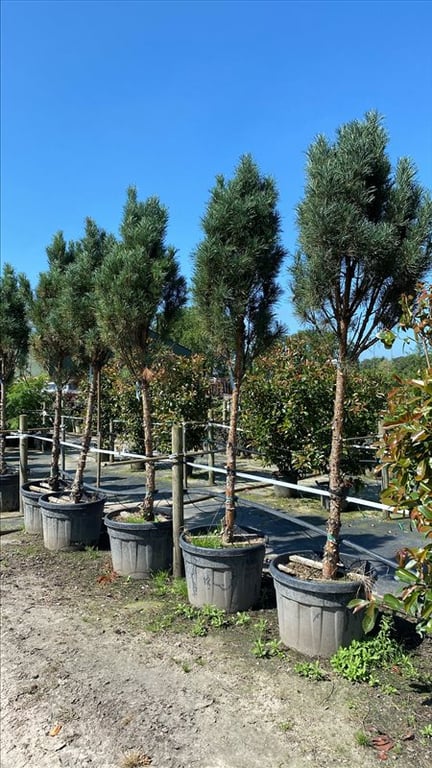 Pinus strobus ‘Fastigiata’