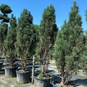 Pinus strobus ‘Fastigiata’