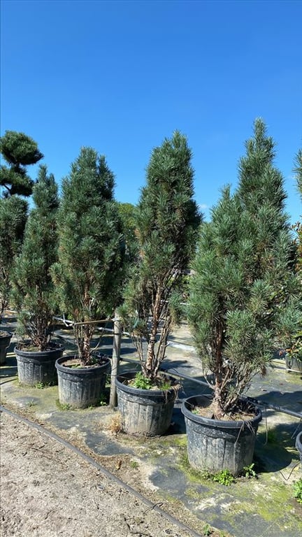 Pinus strobus ‘Fastigiata’