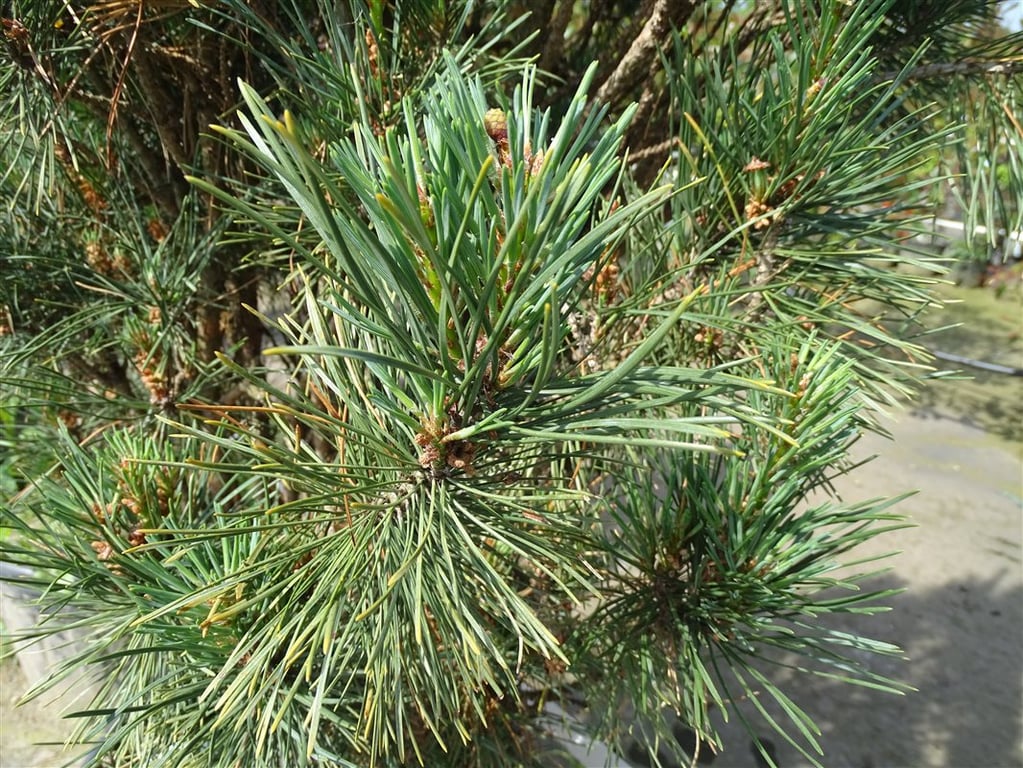 Pinus strobus ‘Fastigiata’