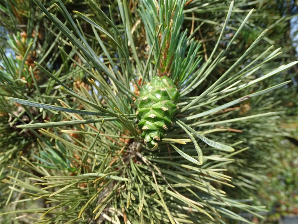 Pinus strobus ‘Fastigiata’