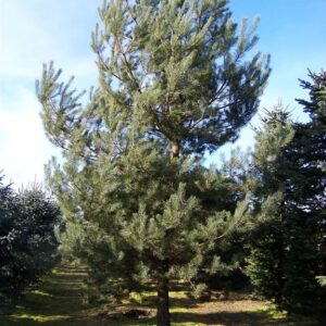 Pinus sylvestris