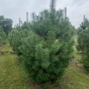 Pinus sylvestris