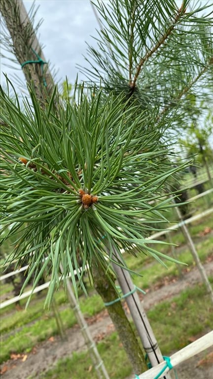 Pinus sylvestris